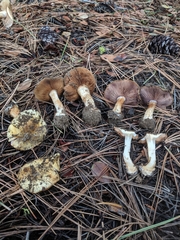 Cortinarius arquatus