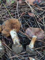 Cortinarius arquatus