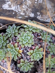 Saxifraga andersonii
