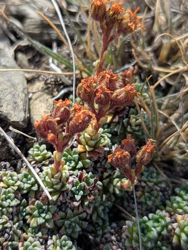 Saxifraga andersonii, photograph 6