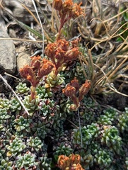 Saxifraga andersonii, photograph Sagnik Dutta Roy, CC BY, iNaturalist via GBIF