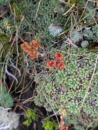 Saxifraga andersonii, photograph 4