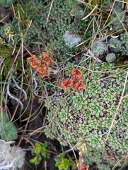 Saxifraga andersonii, photograph Sagnik Dutta Roy, CC BY, iNaturalist via GBIF