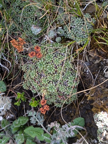 Saxifraga andersonii, photograph 2