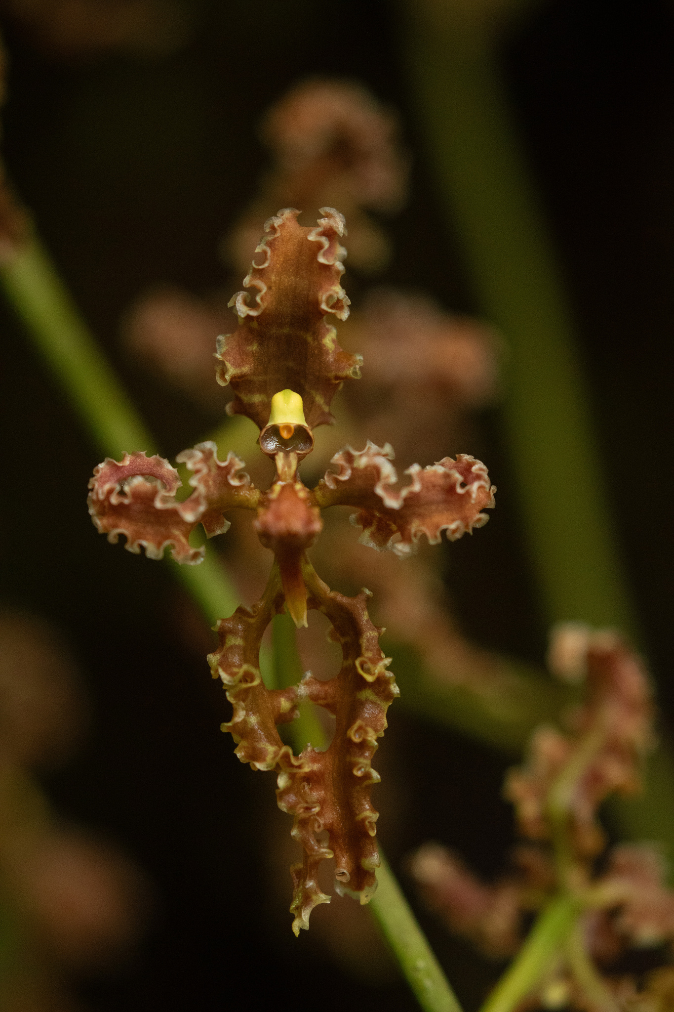 Cyrtochilum methonica (Rchb.f.) Kraenzl. 4