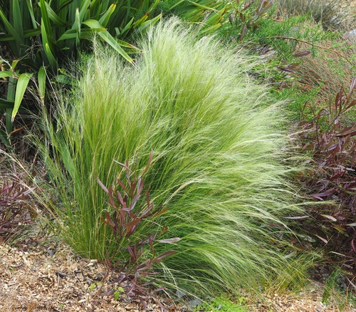 Mexican Feathergrass (Nassella tenuissima) · iNaturalist