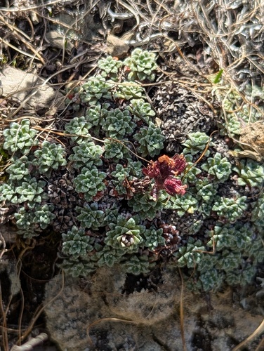 Saxifraga andersonii, photograph 3