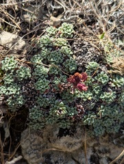 Saxifraga andersonii, photograph Sagnik Dutta Roy, CC BY, iNaturalist via GBIF