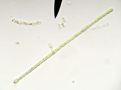 Nostocales