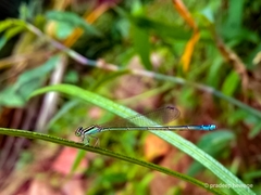 Aciagrion occidentale