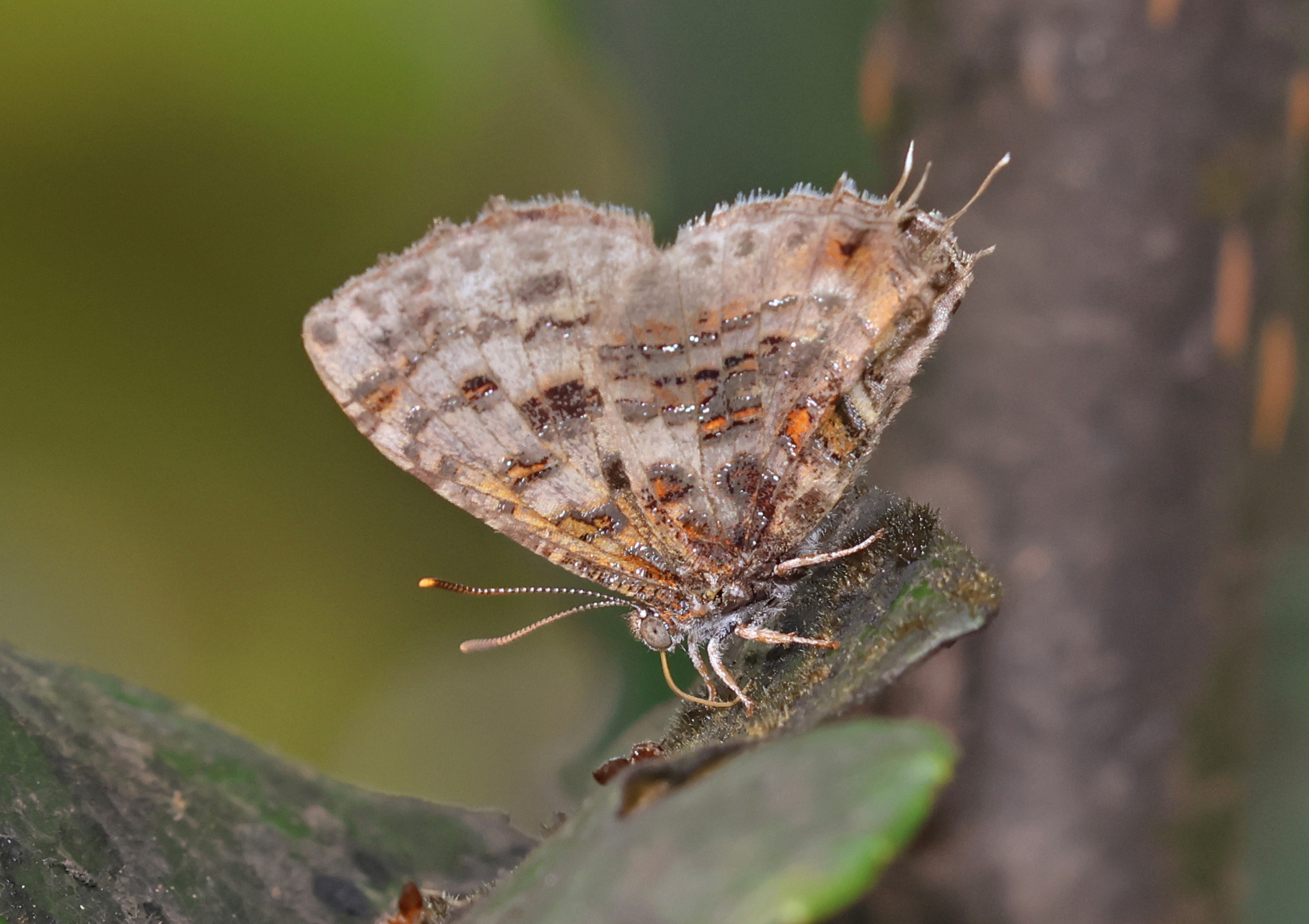 Common Tinsel