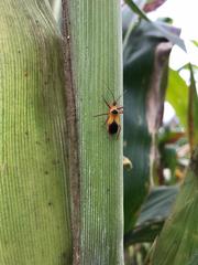 Castolus plagiaticollis