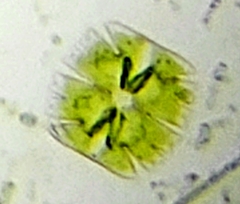 Micrasterias truncata