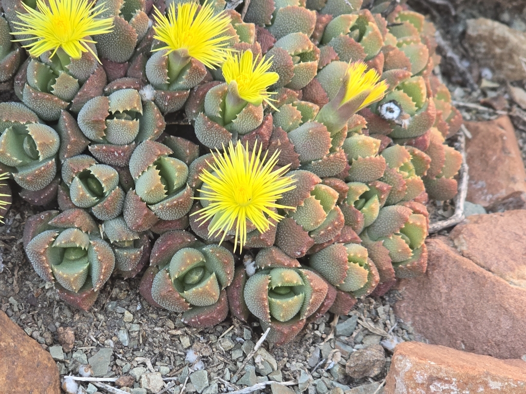 Stomatium villetii