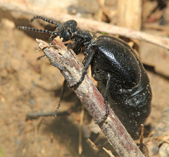 Meloe brevicollis