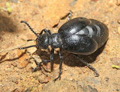 Meloe brevicollis