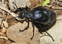 Meloe brevicollis