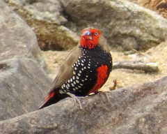 Emblema pictum