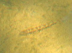 Liniparhomaloptera disparis