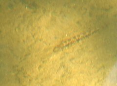 Liniparhomaloptera disparis