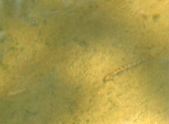 Liniparhomaloptera disparis