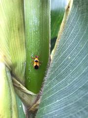 Castolus plagiaticollis