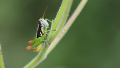 Phaedrotettix