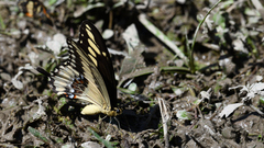 Papilio ornythion ornythion