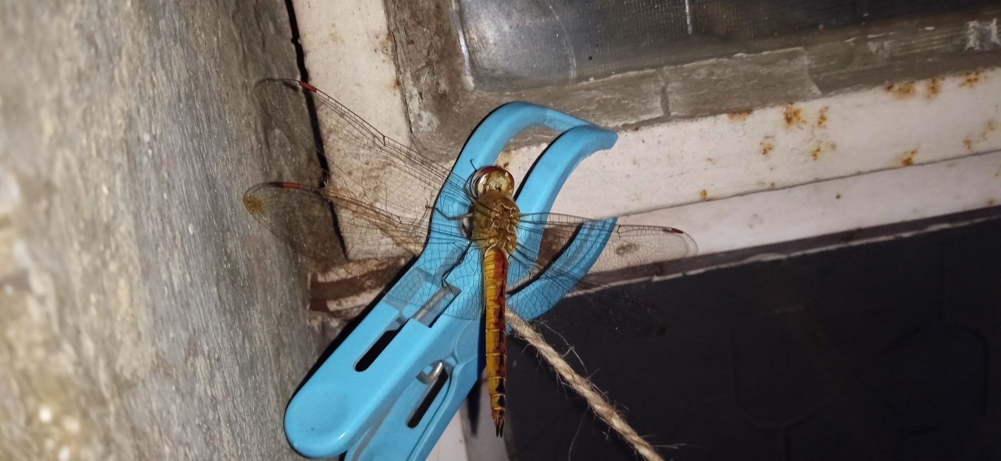 Globe Skimmer