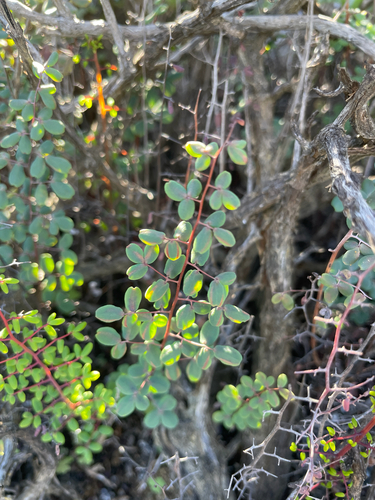 Karoo Cliffbrake (Pellaea rufa)