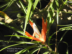 Freycinetia excelsa