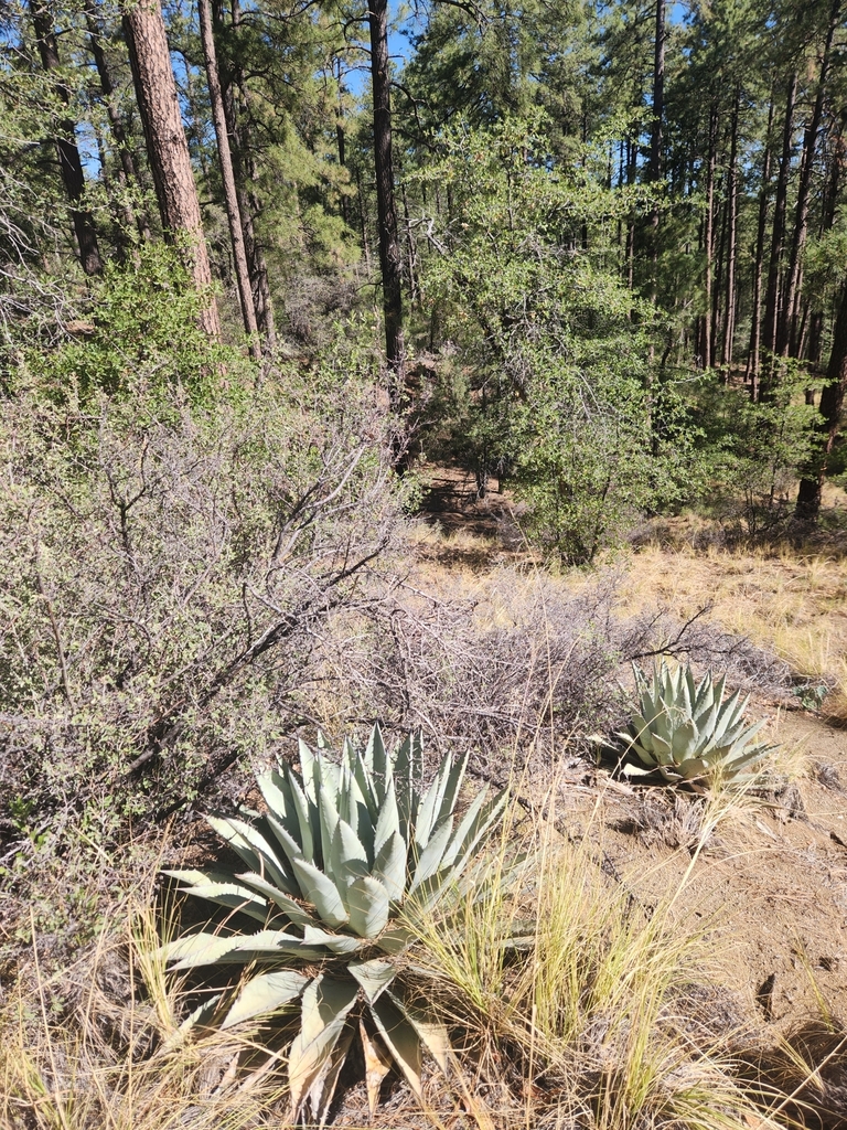 Agave chihuahuana Trel. 3