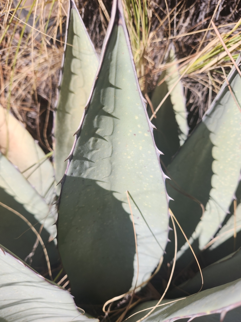 Agave chihuahuana Trel. 2