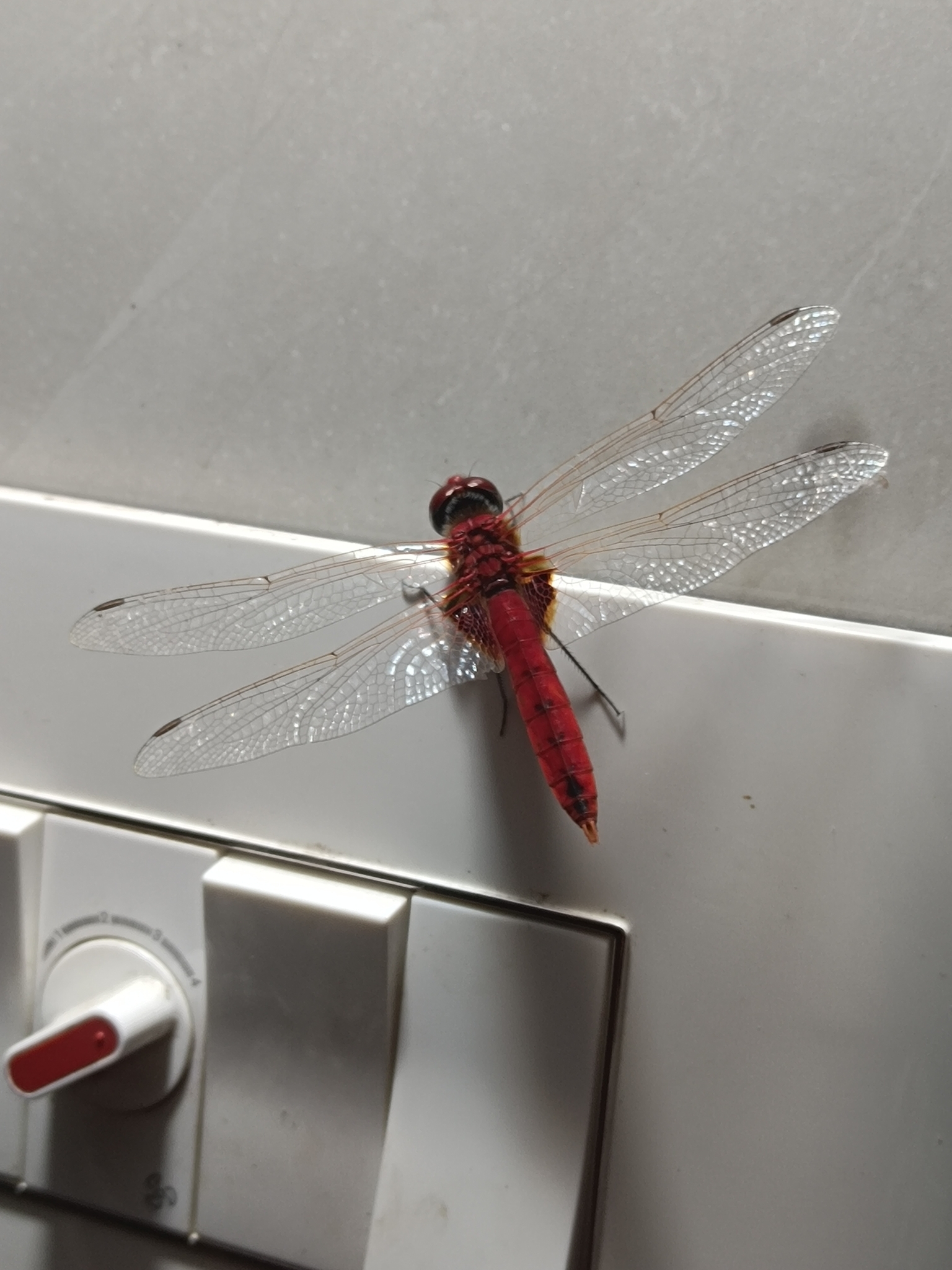 Greater Crimson Glider