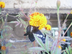 Catasticta teutila