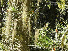 Freycinetia excelsa