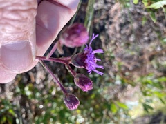 Carphephorus tomentosus