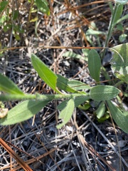 Carphephorus tomentosus