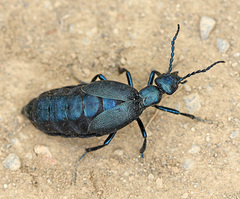 Meloe violaceus