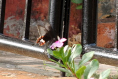 Papilio polytes stichius