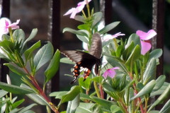 Papilio polytes stichius