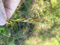 Pleea tenuifolia