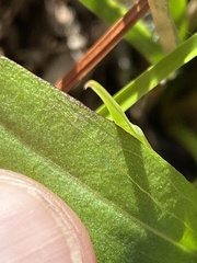 Solidago pulchra