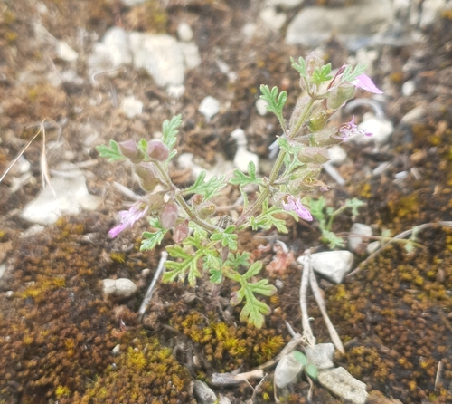 Cut-leaved germander (Teucrium botrys)
