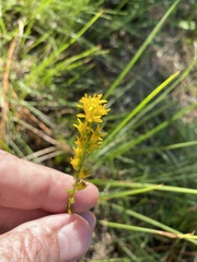 Solidago pulchra