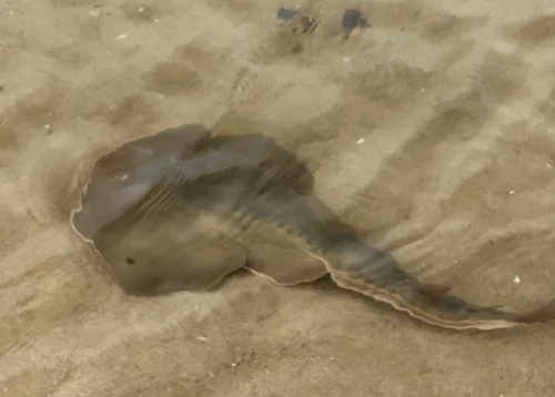 iNaturalist observation photo of Thornback Guitarfish