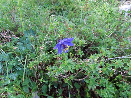 Einsel's Columbine (Aquilegia confusa)
