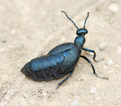 Meloe violaceus