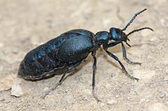 Meloe violaceus