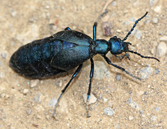 Meloe violaceus